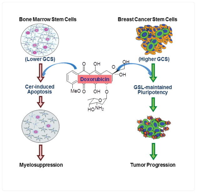 New Insights on Glucosylceramide Synthase in Cancer Drug Resistance and Myelosuppression.