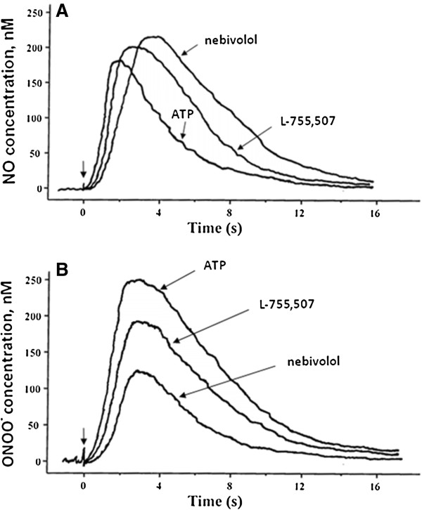 The favorable kinetics and balance of nebivolol-stimulated nitric oxide and peroxynitrite release in human endothelial cells.