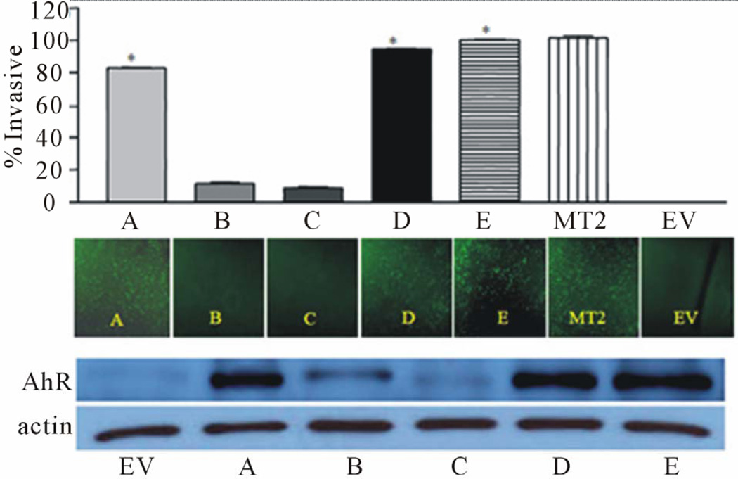 The Aryl Hydrocarbon Receptor: A Target for Breast Cancer Therapy.