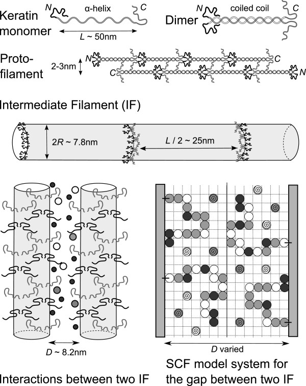 Self-consistent field theory for the interactions between keratin intermediate filaments.