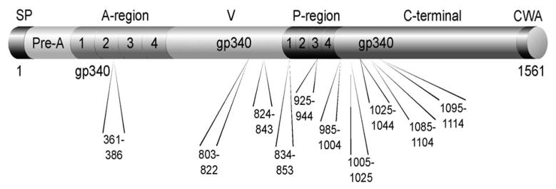 Total IgA and IgA reactivity to antigen I/II epitopes in HLA-DRB1*04 positive subjects.