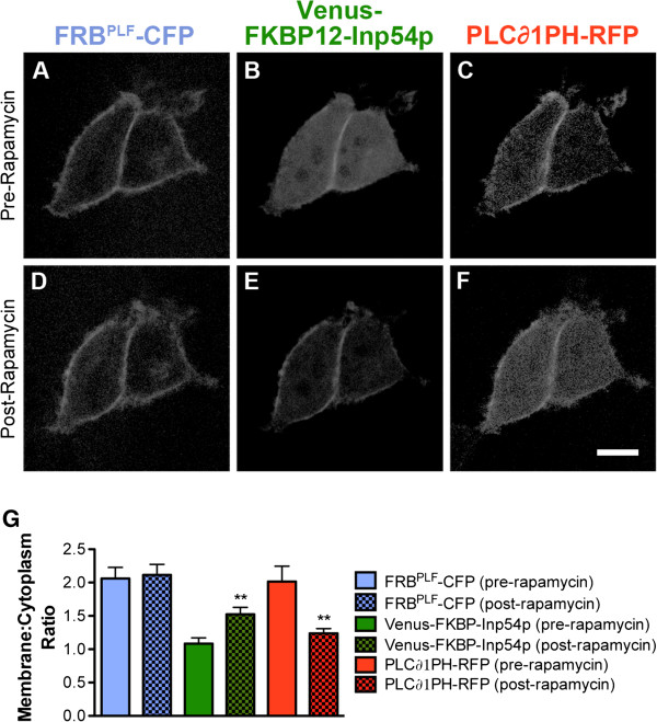 Biological constraints limit the use of rapamycin-inducible FKBP12-Inp54p for depleting PIP2 in dorsal root ganglia neurons.