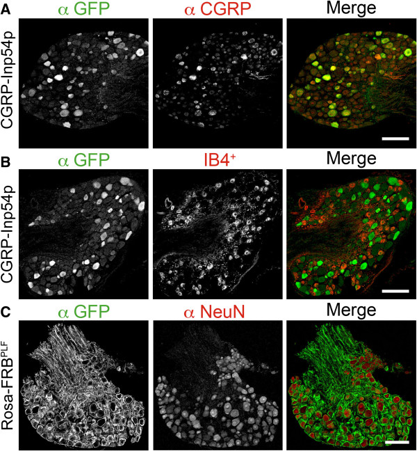 Biological constraints limit the use of rapamycin-inducible FKBP12-Inp54p for depleting PIP2 in dorsal root ganglia neurons.