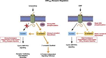 Desensitization of human CRF2(a) receptor signaling governed by agonist potency and βarrestin2 recruitment