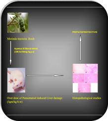 Hepatoprotective effect of leaves of Morinda tinctoria Roxb. against paracetamol induced liver damage in rats