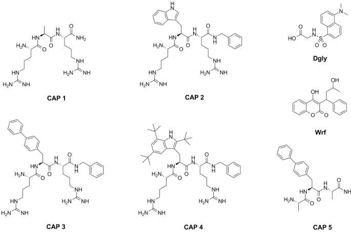 Synthetic cationic antimicrobial peptides bind with their hydrophobic parts to drug site II of human serum albumin