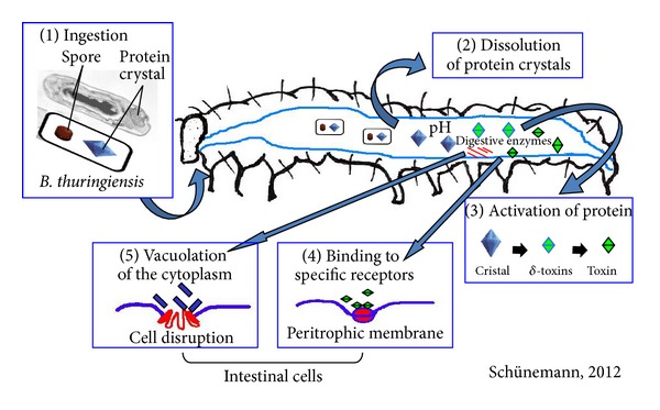 Mode of Action and Specificity of Bacillus thuringiensis Toxins in the Control of Caterpillars and Stink Bugs in Soybean Culture.