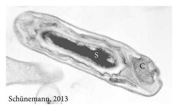 Mode of Action and Specificity of Bacillus thuringiensis Toxins in the Control of Caterpillars and Stink Bugs in Soybean Culture.
