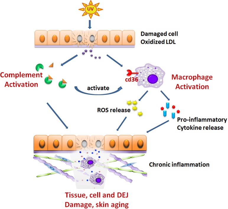 Inflammaging in skin and other tissues - the roles of complement system and macrophage.