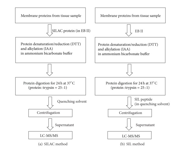 Comparison of Heavy Labeled (SIL) Peptide versus SILAC Protein Internal Standards for LC-MS/MS Quantification of Hepatic Drug Transporters.