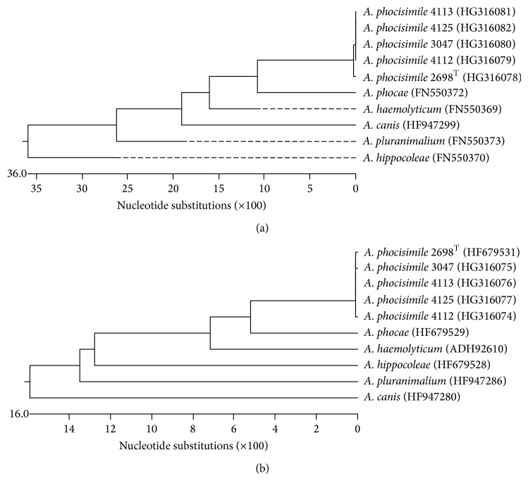 Further Studies on Arcanobacterium phocisimile: a Novel Species of Genus Arcanobacterium.