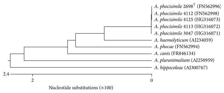 Further Studies on Arcanobacterium phocisimile: a Novel Species of Genus Arcanobacterium.