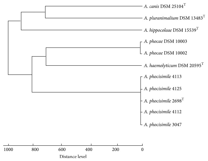 Further Studies on Arcanobacterium phocisimile: a Novel Species of Genus Arcanobacterium.
