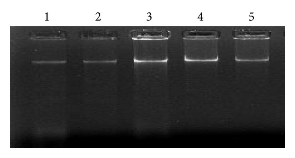 An Improved Method for Soil DNA Extraction to Study the Microbial Assortment within Rhizospheric Region.