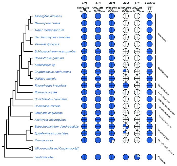 From all to (nearly) none: Tracing adaptin evolution in Fungi.