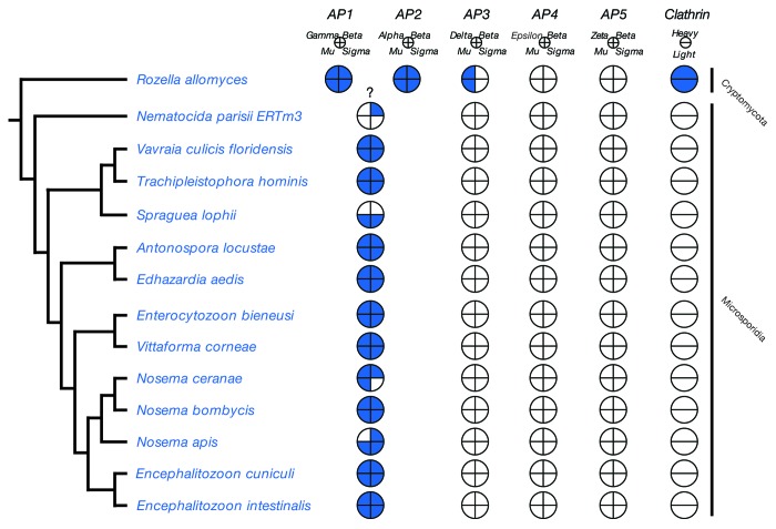 From all to (nearly) none: Tracing adaptin evolution in Fungi.