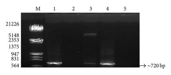 An Improved Method for Soil DNA Extraction to Study the Microbial Assortment within Rhizospheric Region.