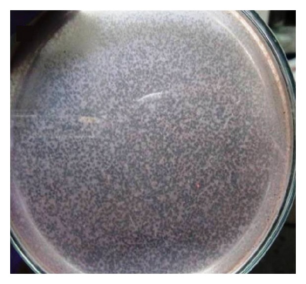 Isolation and characterization of bacteriophages infecting nocardioforms in wastewater treatment plant.