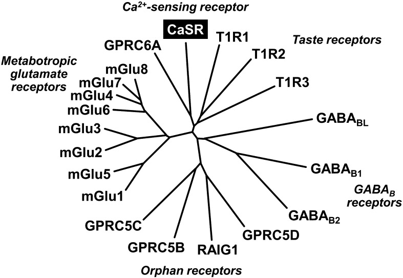 Pathological function of Ca2+-sensing receptor in pulmonary arterial hypertension.