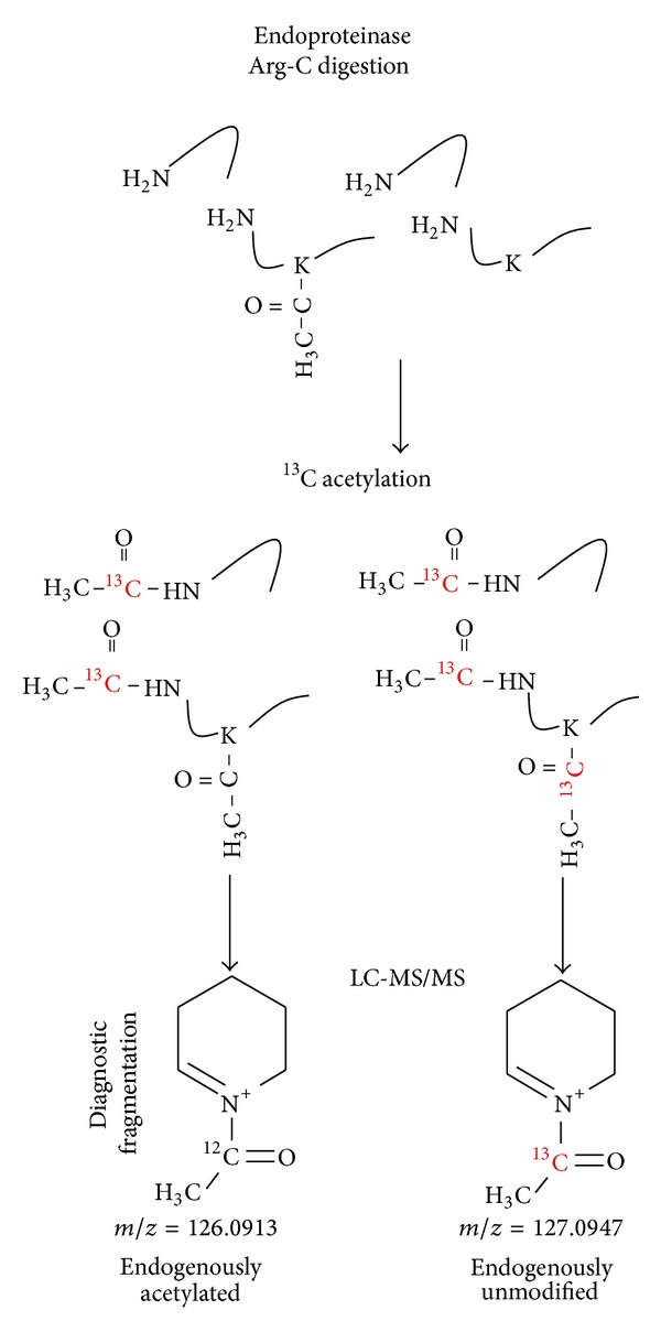 A method to determine lysine acetylation stoichiometries.