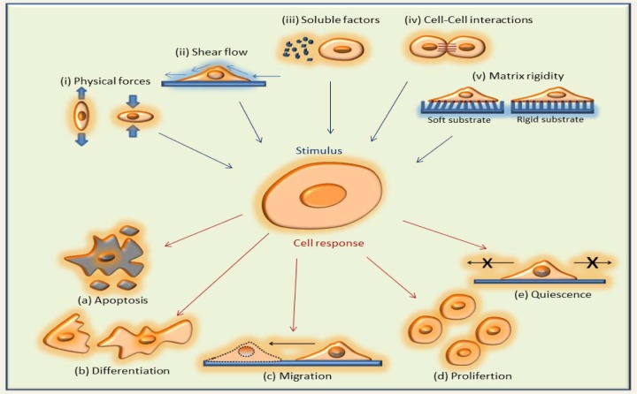 Micro and Nano-Scale Technologies for Cell Mechanics.