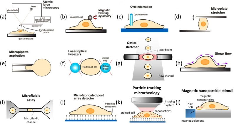 Micro and Nano-Scale Technologies for Cell Mechanics.