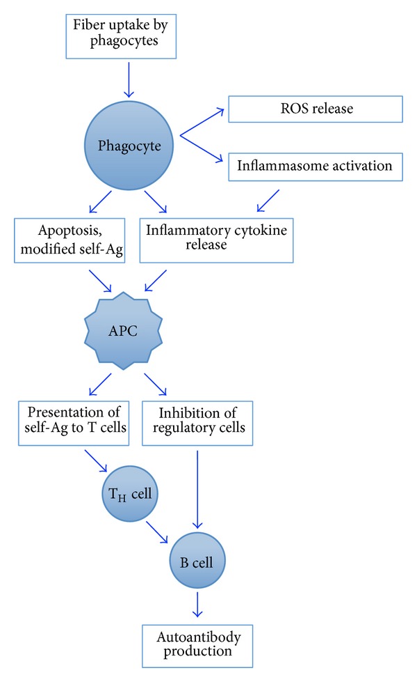 Autoimmunity and asbestos exposure.