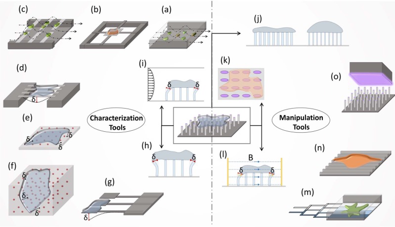 Micro and Nano-Scale Technologies for Cell Mechanics.