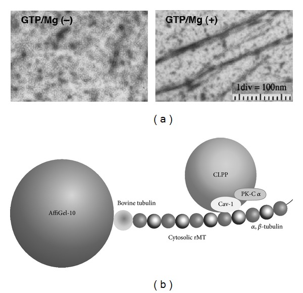 ApoA-I/HDL Generation and Intracellular Cholesterol Transport through Cytosolic Lipid-Protein Particles in Astrocytes.