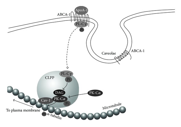 ApoA-I/HDL Generation and Intracellular Cholesterol Transport through Cytosolic Lipid-Protein Particles in Astrocytes.