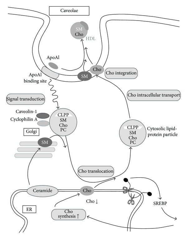 ApoA-I/HDL Generation and Intracellular Cholesterol Transport through Cytosolic Lipid-Protein Particles in Astrocytes.