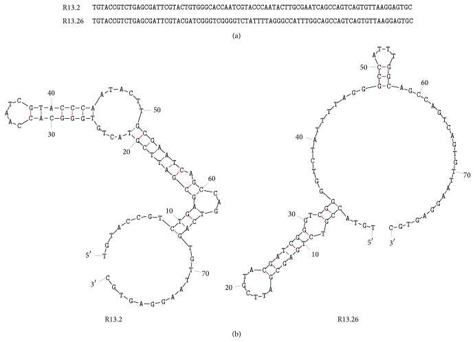 In vitro selection of a single-stranded DNA molecular recognition element specific for bromacil.