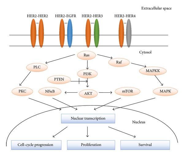 Human Epidermal Growth Factor Receptor 2 (HER2) in Cancers: Overexpression and Therapeutic Implications.