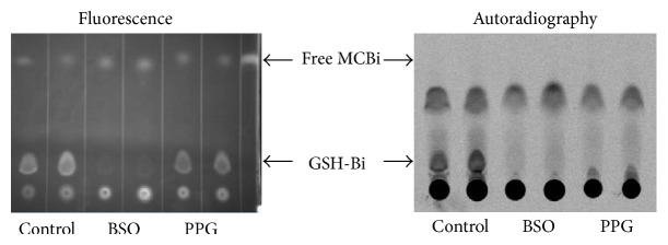 Transsulfuration Is a Significant Source of Sulfur for Glutathione Production in Human Mammary Epithelial Cells.
