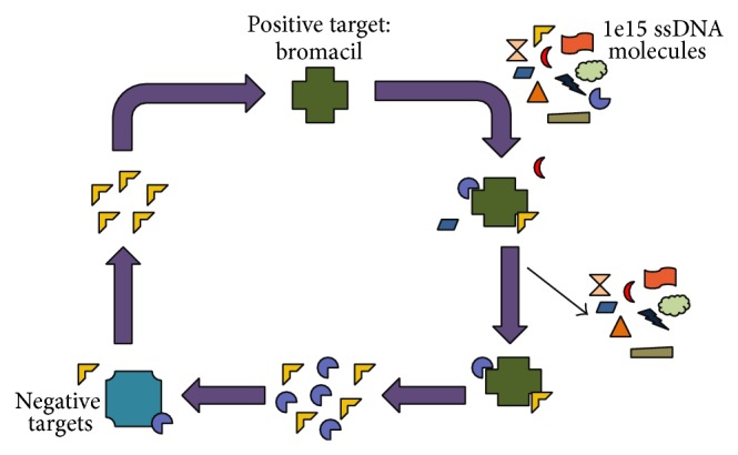 In vitro selection of a single-stranded DNA molecular recognition element specific for bromacil.