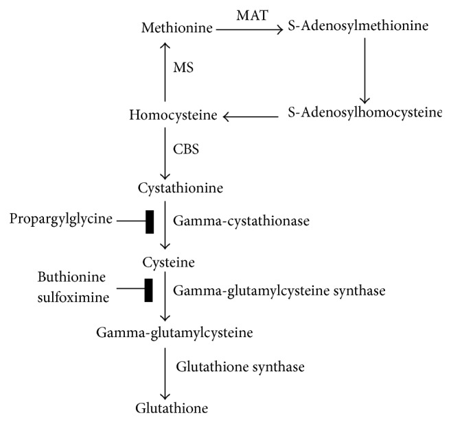 Transsulfuration Is a Significant Source of Sulfur for Glutathione Production in Human Mammary Epithelial Cells.