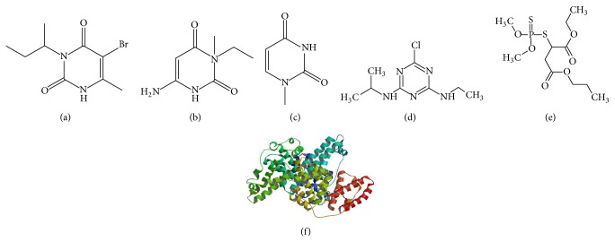 In vitro selection of a single-stranded DNA molecular recognition element specific for bromacil.