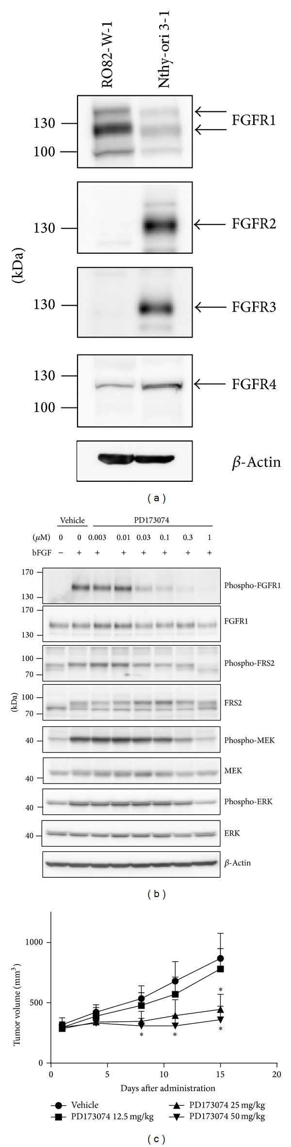 Antitumor activity of lenvatinib (e7080): an angiogenesis inhibitor that targets multiple receptor tyrosine kinases in preclinical human thyroid cancer models.