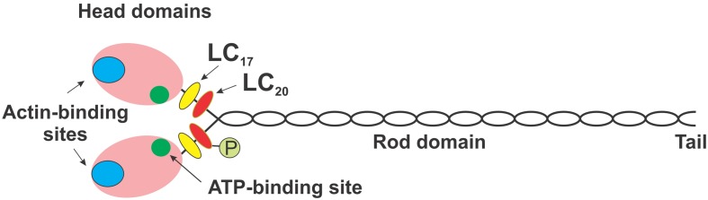 Involvement of myosin regulatory light chain diphosphorylation in sustained vasoconstriction under pathophysiological conditions.