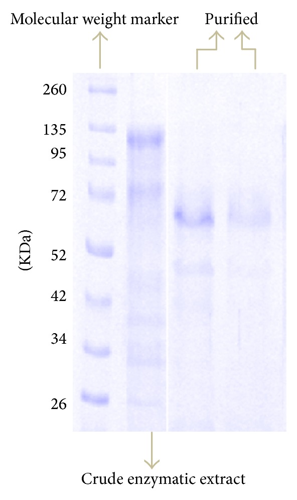 Characterization of β -Glucosidase Produced by Aspergillus niger under Solid-State Fermentation and Partially Purified Using MANAE-Agarose.