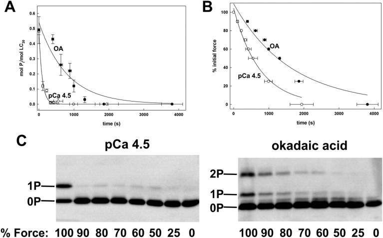 Involvement of myosin regulatory light chain diphosphorylation in sustained vasoconstriction under pathophysiological conditions.