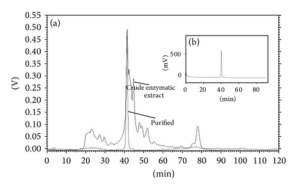 Characterization of β -Glucosidase Produced by Aspergillus niger under Solid-State Fermentation and Partially Purified Using MANAE-Agarose.