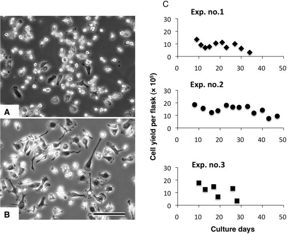 Characterization of the liver-macrophages isolated from a mixed primary culture of neonatal swine hepatocytes