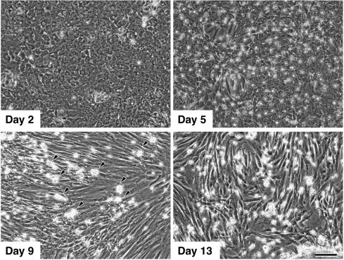 Characterization of the liver-macrophages isolated from a mixed primary culture of neonatal swine hepatocytes