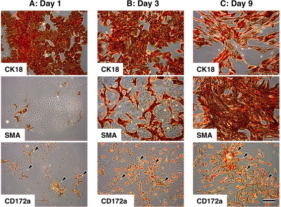 Characterization of the liver-macrophages isolated from a mixed primary culture of neonatal swine hepatocytes