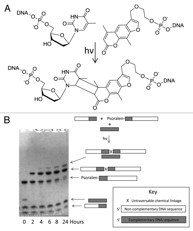 Universal strategies for the DNA-encoding of libraries of small molecules using the chemical ligation of oligonucleotide tags.