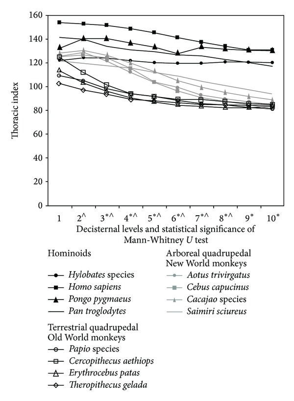 The thoracic shape of hominoids.