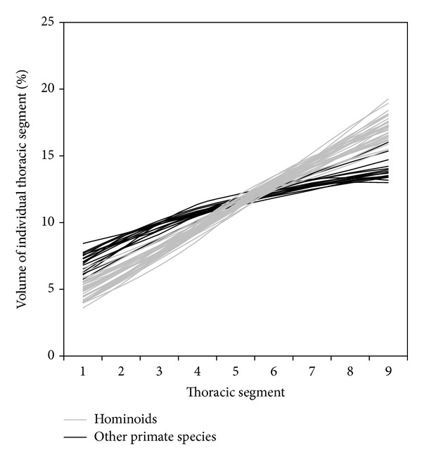 The thoracic shape of hominoids.