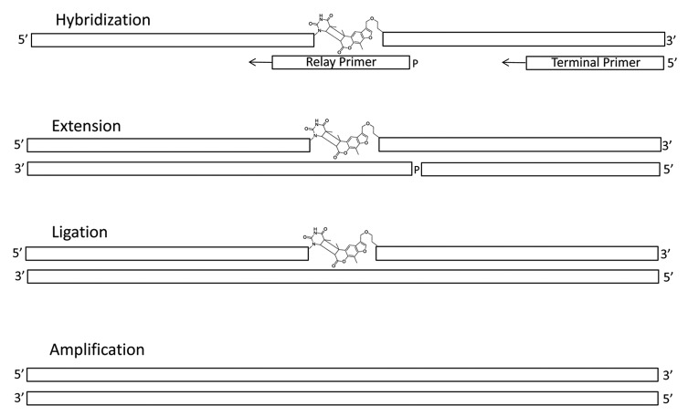 Universal strategies for the DNA-encoding of libraries of small molecules using the chemical ligation of oligonucleotide tags.