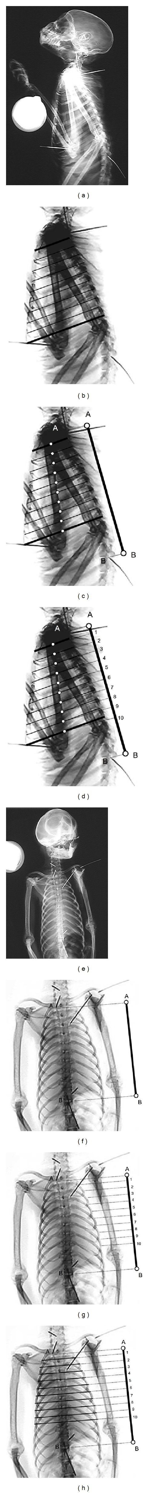 The thoracic shape of hominoids.